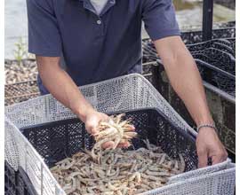 TC-60 applied to aquaculture