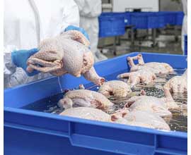 TC-60 applied to aquaculture