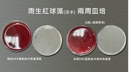 Haematococcus pluvialis: Plate Cultivation Showing Differences in Microbial Profiles